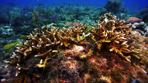 OCF professional dive staff can accomplish exponentially more restoration work than volunteers in the same amount of time image